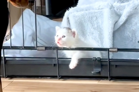 『突然、屋根の上から落ちてきた子猫』を緊急保護→家にいた犬が…あまりにも尊い『初対面の光景』に反響「神様に選ばれたんだ」「見守ってる」