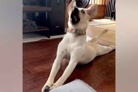 靴下を丸めたら、大型犬が気に入ってしまって…「あかん、おもろ過ぎるｗ」「そば打ちしてて草」感情が高ぶりすぎた『まさかの動き』が72万再生