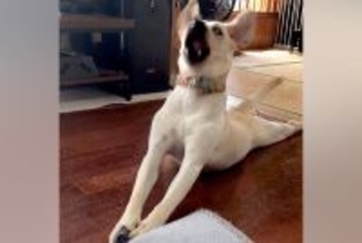 靴下を丸めたら、大型犬が気に入ってしまって…「あかん、おもろ過ぎるｗ」「そば打ちしてて草」感情が高ぶりすぎた『まさかの動き』が72万再生