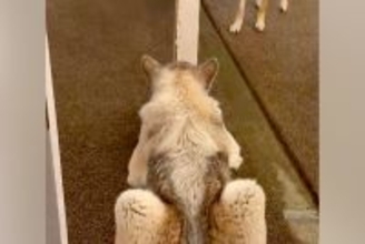 細い柱で隠れている弟犬→兄犬が探しに来ると『丸見え』で…空気を読んで見せた『まさかの神対応』に反響　お茶目で尊いやり取りにほっこり