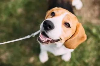 『大切に育てられている犬』の共通点4選　愛犬に伝わりやすい愛情の与え方まで解説