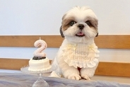 お誕生日で『記念写真』を撮影した犬→『可愛く撮れた』と思ったら、映え写真の裏側で…『努力が生んだ一枚』に反響「こんな裏側がｗ」「可愛い」