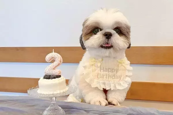 お誕生日で『記念写真』を撮影した犬→『可愛く撮れた』と思ったら、映え写真の裏側で…『努力が生んだ一枚』に反響「こんな裏側がｗ」「可愛い」