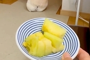 暑い日、お散歩に行けなくて悲しむ犬→大好物の『メロン』を差し出すと…人間の子供のような拗ね方が36万再生「哀愁がｗ」「背中で語ってて草」