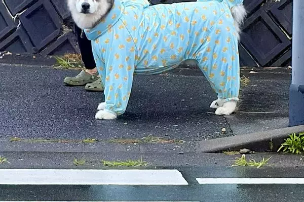 信号待ちで『反対側の超大型犬と目が合った』結果→小さな子供のような『表情の変化』が尊いと28万いいね「露骨で可愛い」「大きい赤ちゃん」