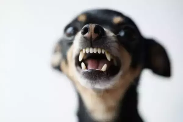 「どちらが大きい？」人は唸り声で犬のサイズを推測できるか【研究結果】