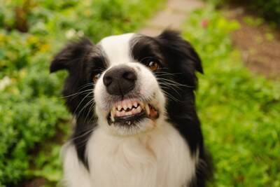 「どちらが大きい？」人は唸り声で犬のサイズを推測できるか【研究結果】