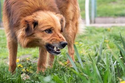 「どちらが大きい？」人は唸り声で犬のサイズを推測できるか【研究結果】