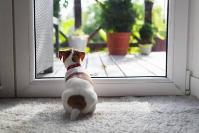 犬が飼い主を『玄関で待つ』心理5選　帰宅するまでずっと待ち続けてしまう理由とは