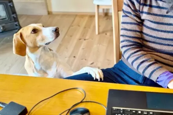 犬が『おねだりしている』ときにみせるサイン5つ　仕草に隠された心理から注意すべきポイントまで解説