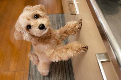 犬が『おねだりしている』ときにみせるサイン5つ　仕草に隠された心理から注意すべきポイントまで解説