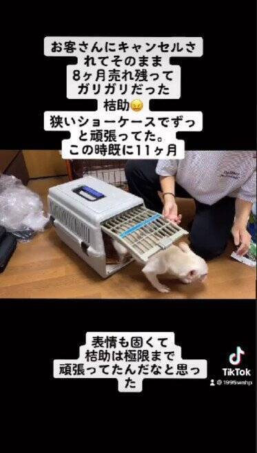 ８ヶ月売れ残っていた『ガリガリ犬』を絶対幸せにすると誓った結果…『飼ってから2ヶ月後の姿』に思わず涙「めっちゃ感動」「幸せで良かった」