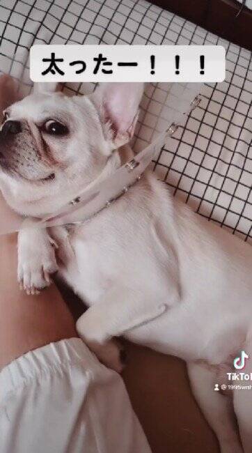 ８ヶ月売れ残っていた『ガリガリ犬』を絶対幸せにすると誓った結果…『飼ってから2ヶ月後の姿』に思わず涙「めっちゃ感動」「幸せで良かった」