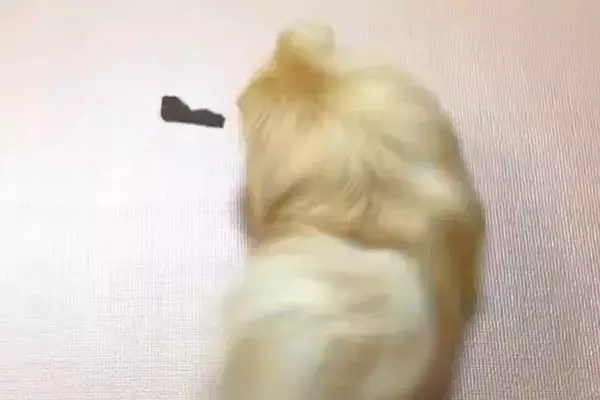 ジャーキーをもらった犬→『喜んで食べる』と思いきや…予想を上回る『まさかの行動』に5万いいね「どういう心境ｗｗ」「もう逃げられなくて草」