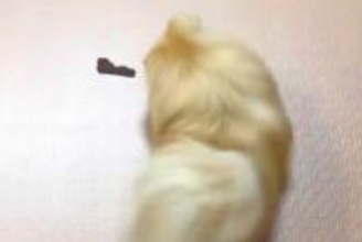 ジャーキーをもらった犬→『喜んで食べる』と思いきや…予想を上回る『まさかの行動』に5万いいね「どういう心境ｗｗ」「もう逃げられなくて草」