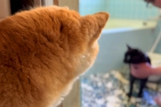 汚れて帰ってきた黒猫を『お風呂に入れた』結果→犬が心配して…保護者のように『オロオロと見守る光景』に反響「優しいお姉ちゃん」「声切ない」