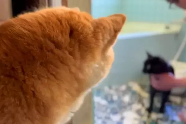 汚れて帰ってきた黒猫を『お風呂に入れた』結果→犬が心配して…保護者のように『オロオロと見守る光景』に反響「優しいお姉ちゃん」「声切ない」