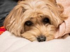 犬の『免疫力が低下する』飼い主のNG行為５選　体が弱っているときの危険な症状とは？