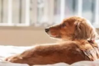 犬がみせる『老化のサイン』５選　シニア期を迎えたときに起こる体の変化とは？