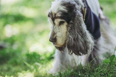 犬がみせる『老化のサイン』５選　シニア期を迎えたときに起こる体の変化とは？