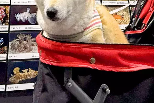 『水族館』に初めて来た犬→徐々に疲れてきてしまい…終盤に見せた『まさかの表情』に2万いいね集まる「落差すごいｗｗ」「10歳老けてて草」