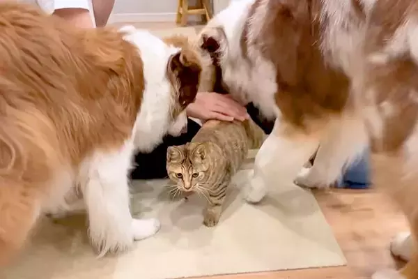 犬に『大好き！』と舐められまくる猫→限界を迎えてしまい…あまりにも可愛い『反撃方法』が11万再生「好きが止まらないｗ」「天使しかいない」