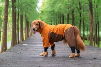 犬と雨の日に散歩へ行くときの『便利グッズ』4つ　愛犬に不快な思いをさせないための事前準備とは？