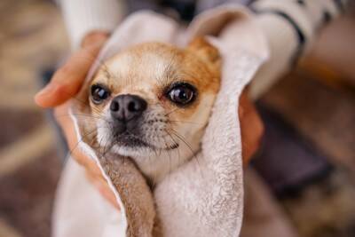 犬と雨の日に散歩へ行くときの『便利グッズ』4つ　愛犬に不快な思いをさせないための事前準備とは？
