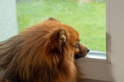 犬と雨の日に散歩へ行くときの『便利グッズ』4つ　愛犬に不快な思いをさせないための事前準備とは？