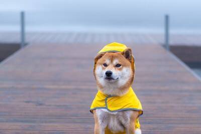 犬と雨の日に散歩へ行くときの『便利グッズ』4つ　愛犬に不快な思いをさせないための事前準備とは？