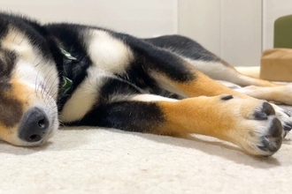 2日間、ママがいなくて『寂しい表情』になった犬→ご飯を食べても元気がなくて…微笑ましすぎる『再会の瞬間』に反響「大好きなのが伝わる」
