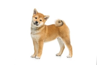 『しっぽが巻いている』犬種6選　クルクルと愛らしい見た目を保つためにおすすめなお手入れ方法まで