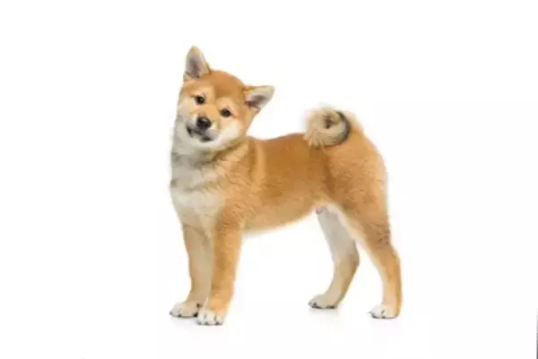『しっぽが巻いている』犬種6選　クルクルと愛らしい見た目を保つためにおすすめなお手入れ方法まで