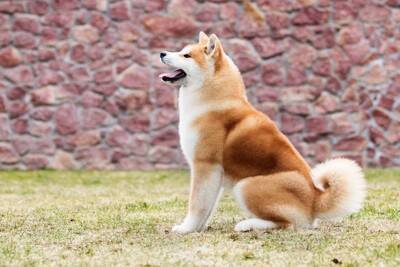 『しっぽが巻いている』犬種6選　クルクルと愛らしい見た目を保つためにおすすめなお手入れ方法まで