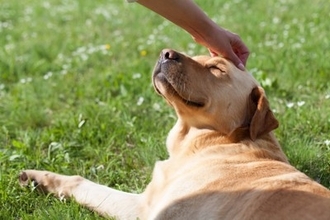 犬を『世界で一番幸せにする』方法4選　愛犬の幸福度を高めるために必ず知っておくべきこととは？