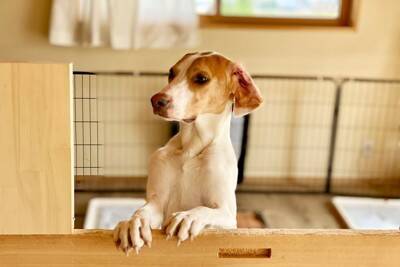 『飼い主が外出』愛犬はどう思うの？留守番中の心理や安心して過ごしてもらうための事前準備まで