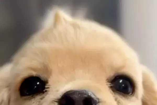 頭に『アホ毛』がある子犬→『ずっと残るだろうな』と思っていたら、シャンプーをすると…まさかの『第二形態』が25万再生「どっちにしろ可愛い」