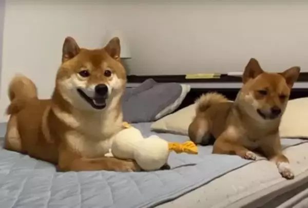 『雷に怯えた柴犬』がとった行動…助けを求める様子が"抱きしめたくなる"と233万再生「やってること人間と同じ」「尊い」の声