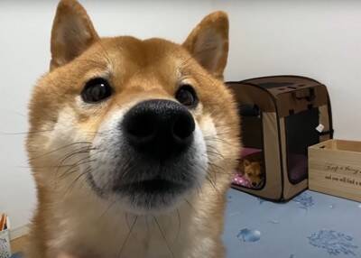 『雷に怯えた柴犬』がとった行動…助けを求める様子が"抱きしめたくなる"と233万再生「やってること人間と同じ」「尊い」の声