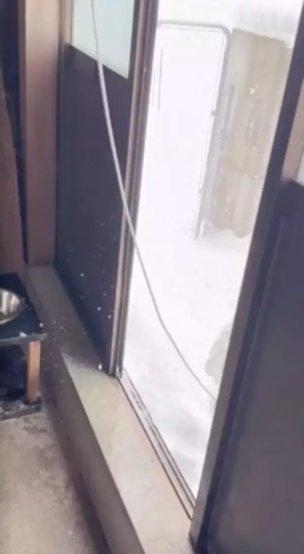 『いぬ…じゃない！？』庭に雪が積もったので、超大型犬が外に出た結果…まさかの『羊のようになる光景』が26万再生「同化してて草」と絶賛