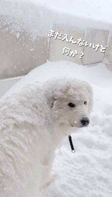 『いぬ…じゃない！？』庭に雪が積もったので、超大型犬が外に出た結果…まさかの『羊のようになる光景』が26万再生「同化してて草」と絶賛