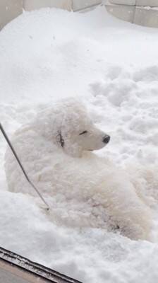 『いぬ…じゃない！？』庭に雪が積もったので、超大型犬が外に出た結果…まさかの『羊のようになる光景』が26万再生「同化してて草」と絶賛