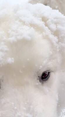 『いぬ…じゃない！？』庭に雪が積もったので、超大型犬が外に出た結果…まさかの『羊のようになる光景』が26万再生「同化してて草」と絶賛
