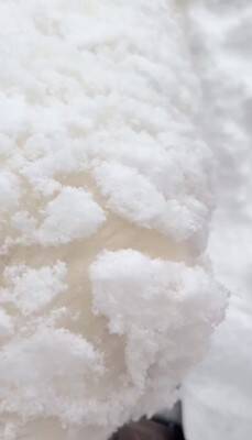 『いぬ…じゃない！？』庭に雪が積もったので、超大型犬が外に出た結果…まさかの『羊のようになる光景』が26万再生「同化してて草」と絶賛