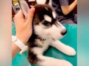 大型犬の赤ちゃんが予防接種を受けた結果→『怖がるかな』と思ったら…『予想外のリアクション』が87万再生「くつろいでいらっしゃる」「凄い」