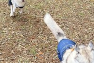 お友達犬を追いかけるシベリアンハスキー→お顔を見てみると…恐怖するレベルの『表情』に2万いいね「勇ましいｗ」「まるで捕食者のソレで草」