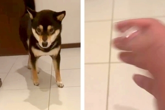 犬を呼んでも来ないので『他の犬を撫でるふり』をした結果…「思春期の子供で草」「ワロタｗｗ」予想裏切る『まさかのリアクション』が38万再生