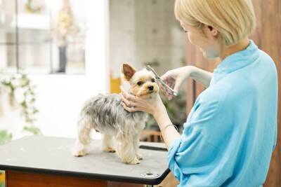 犬と関わることができる職業23選　犬好きが一度は憧れる仕事とは？必要な資格まで解説