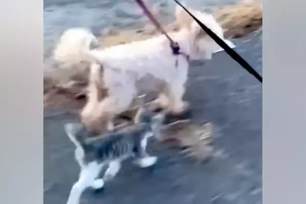 犬たちとお散歩中、なぜか『野良の子猫』が近づいてきて…嘘のような『運命的な出会いの光景』が35万再生「なにか会話してる」「幸せになって」