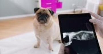 犬の胃の中の異物発見に有用！カプセル内視鏡という「新技術の研究結果」を獣医が解説